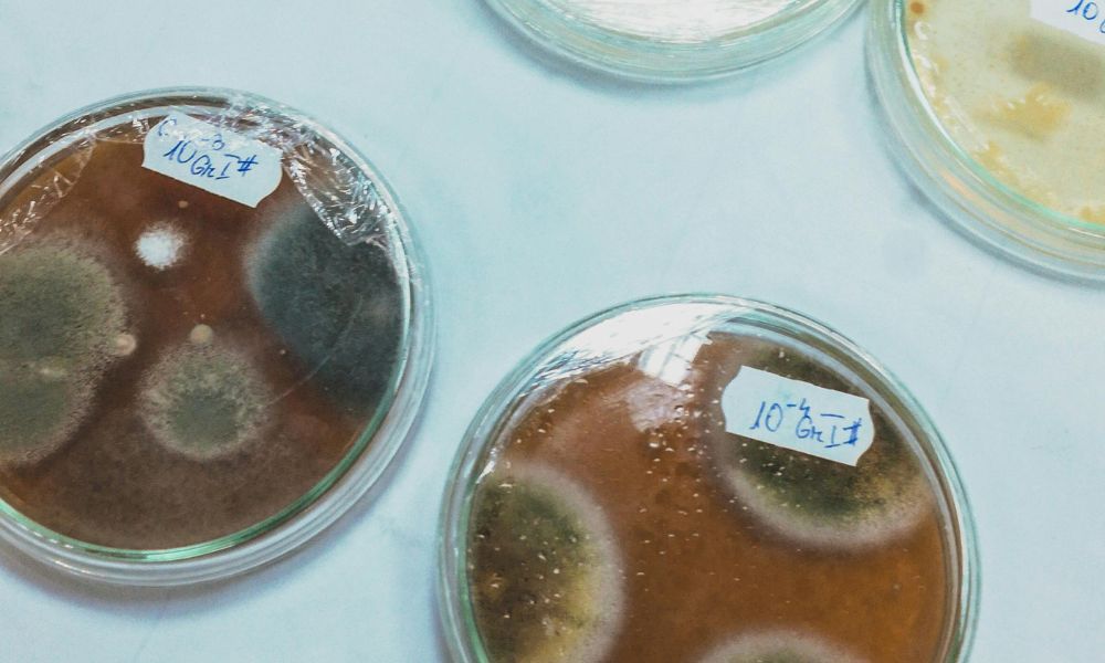 black mould culture in petri dish