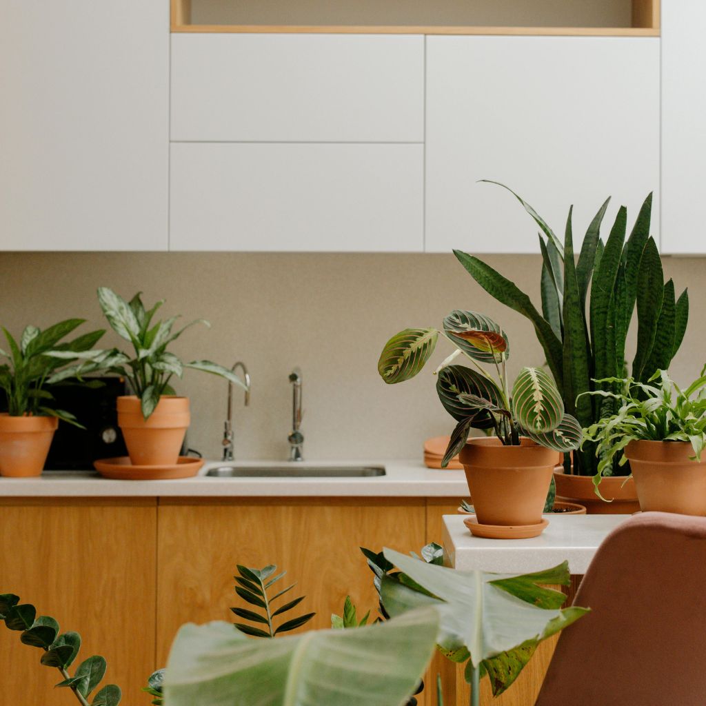 decorative plants in the kitchen